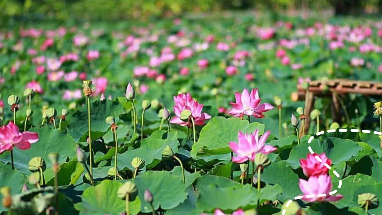 Thuê xe đi Đồng Tháp từ TP.HCM: Giá rẻ, Xe đời mới & Tài xế tận tâm